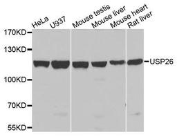 Western blot analysis of extracts of various cells using USP26 antibody