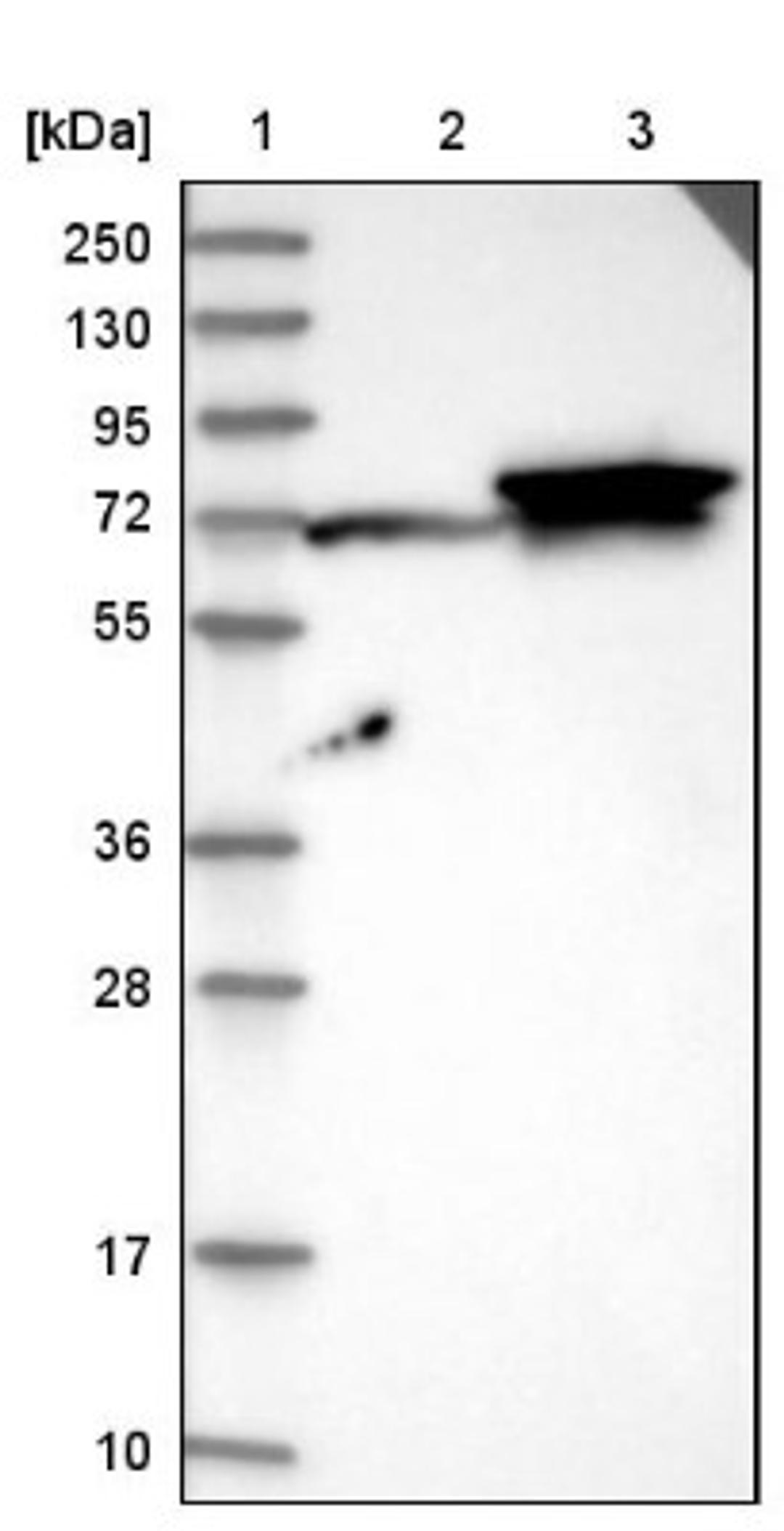 Western Blot: FUT11 Antibody [NBP1-81118] - Lane 1: Marker [kDa] 250, 130, 95, 72, 55, 36, 28, 17, 10<br/>Lane 2: Negative control (vector only transfected HEK293T lysate)<br/>Lane 3: Over-expression lysate (Co-expressed with a C-terminal myc-DDK tag (~3.1 kDa) in mammalian HEK293T cells, LY406332)