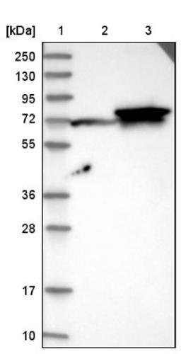 Western Blot: FUT11 Antibody [NBP1-81118] - Lane 1: Marker [kDa] 250, 130, 95, 72, 55, 36, 28, 17, 10<br/>Lane 2: Negative control (vector only transfected HEK293T lysate)<br/>Lane 3: Over-expression lysate (Co-expressed with a C-terminal myc-DDK tag (~3.1 kDa) in mammalian HEK293T cells, LY406332)