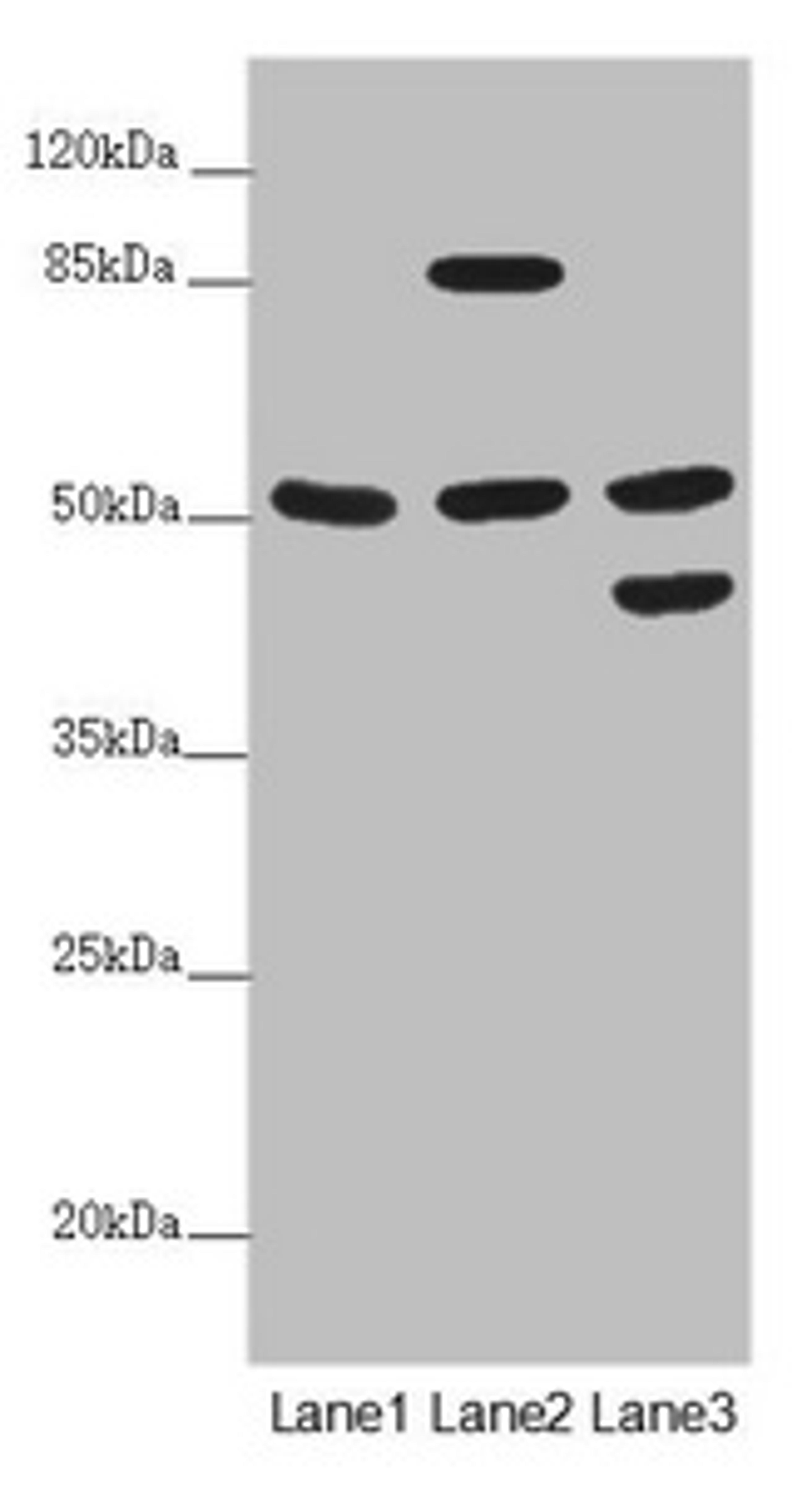 Western blot. All lanes: PPP2R3C antibody at 5.11 ug/ml. Lane 1: HepG2 whole cell lysate. Lane 2: Jurkat whole cell lysate. Lane 3: A549 whole cell lysate. Secondary. Goat polyclonal to rabbit IgG at 1/10000 dilution. Predicted band size: 54, 40 kDa. Observed band size: 54, 85, 45 kDa. 