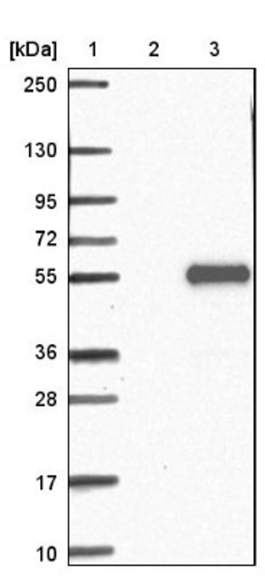 Western Blot: FAM53A Antibody [NBP1-84998] - Lane 1: Marker [kDa] 250, 130, 95, 72, 55, 36, 28, 17, 10<br/>Lane 2: Negative control (vector only transfected HEK293T lysate)<br/>Lane 3: Over-expression lysate (Co-expressed with a C-terminal myc-DDK tag (~3.1 kDa) in mammalian HEK293T cells, LY422985)