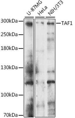 Western blot - TAF1 antibody (A15730)