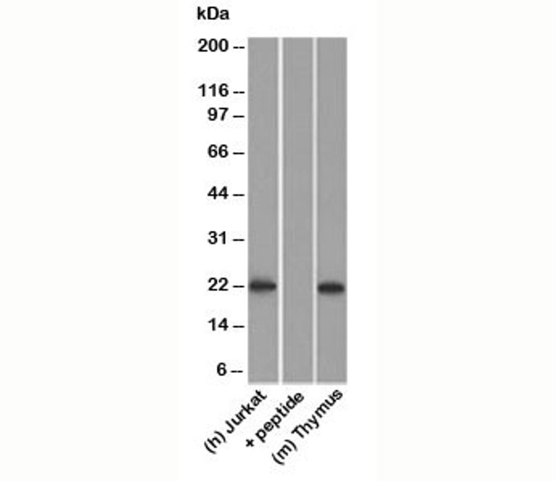 Western blot testing of human Jurkat lysate in the absence and presence of immunizing peptide, and mouse thymus lysate probed with CD3e antibody.