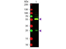 Western Blot: Biotin Antibody [NB120-6643] - Analysis using the Texas Red conjugate of NB120-6643. Detection of Lane 1: Biotin conjugated Guinea Pig IgG. Lane 2: None. Load: 50 ng per lane.