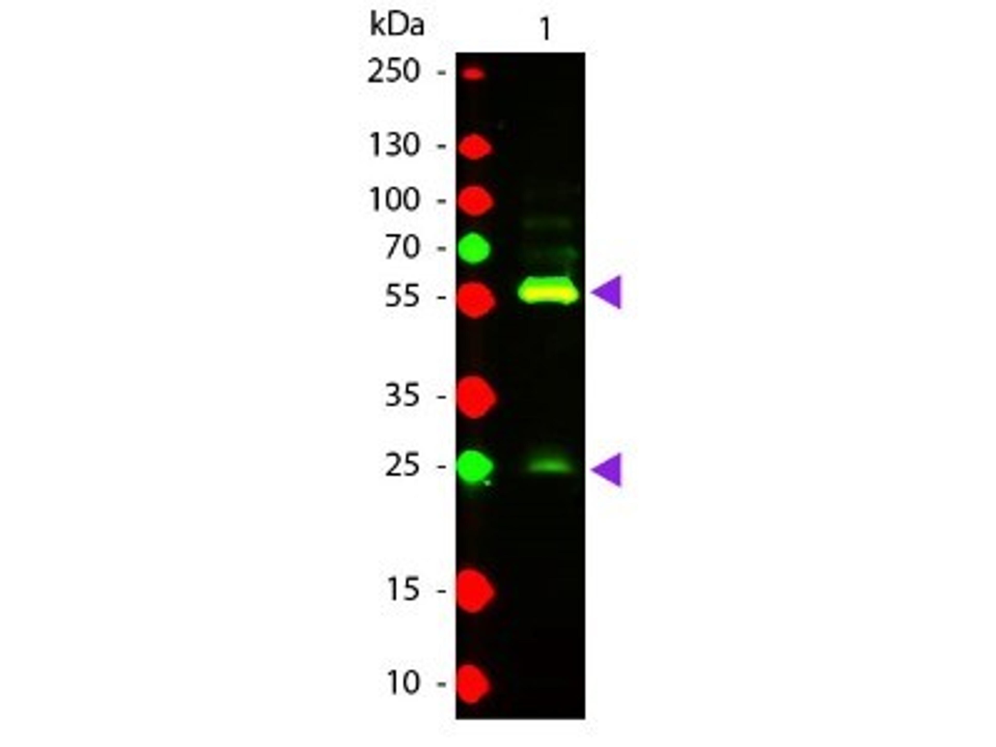 Western Blot: Biotin Antibody [NB120-6643] - Analysis using the Texas Red conjugate of NB120-6643. Detection of Lane 1: Biotin conjugated Guinea Pig IgG. Lane 2: None. Load: 50 ng per lane.