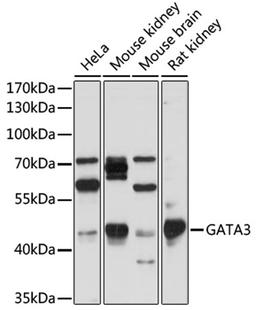 Western blot - GATA3 antibody (A1638)