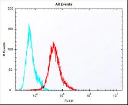 Overlay histogram showing A431 cells stained with Antibody (red line). The cells were fixed with 2% paraformaldehyde (10 min) and then permeabilized with 90% methanol for 10 min. The cells were then icubated in 2% bovine serum albumin to block non-specifi