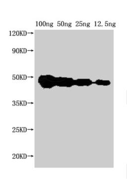 Western Blot. Positive WB detected in Recombinant protein. All lanes: FEN1 antibody at 1:2000. Secondary. Goat polyclonal to rabbit IgG at 1/50000 dilution. Predicted band size: 37 kDa. Observed band size: 45 kDa.