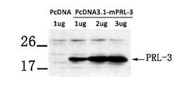 Western blot analysis of extract from LX-2 cells transfected with PRL-3 using PRL-3 Antibody.