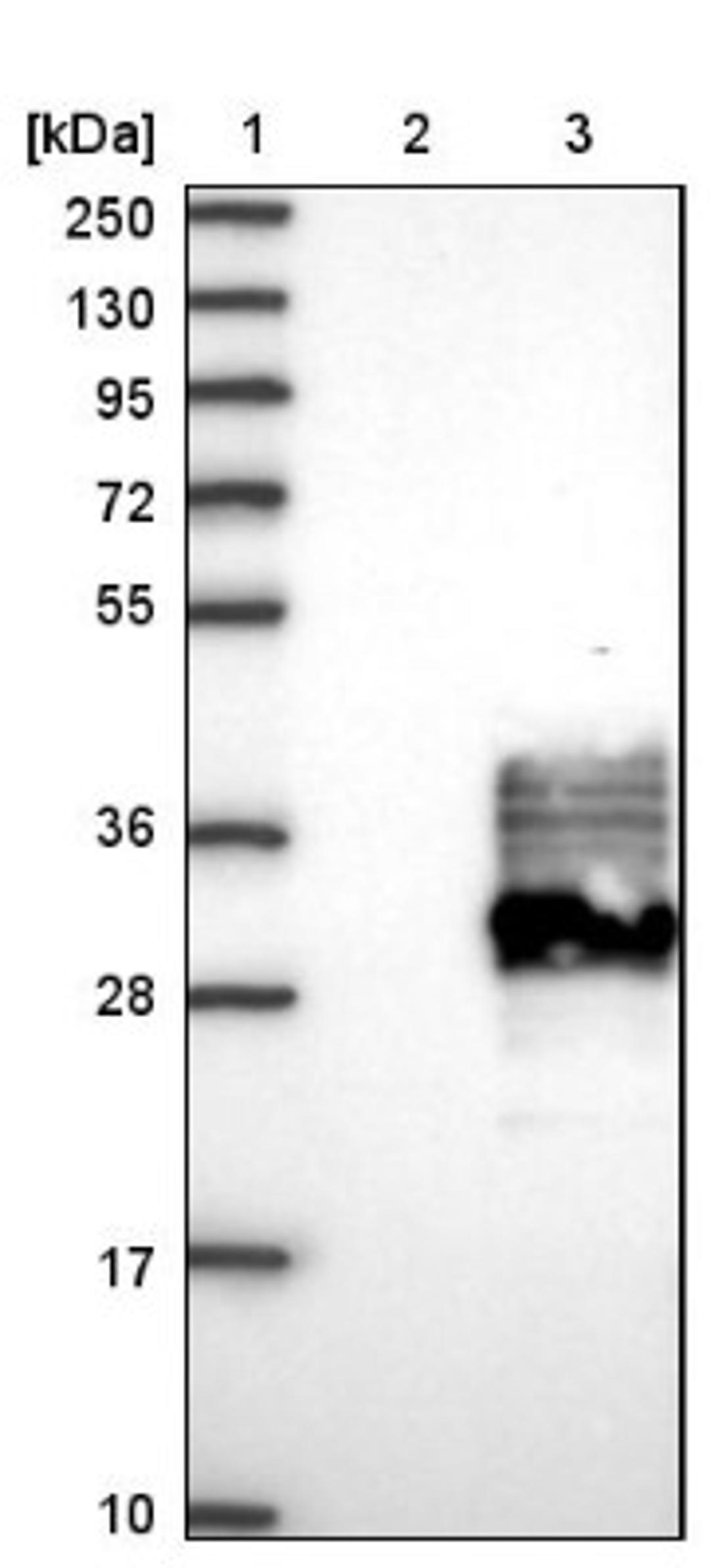 Western Blot: FAM174A Antibody [NBP1-80676] - Lane 1: Marker [kDa] 250, 130, 95, 72, 55, 36, 28, 17, 10<br/>Lane 2: Negative control (vector only transfected HEK293T lysate)<br/>Lane 3: Over-expression lysate (Co-expressed with a C-terminal myc-DDK tag (~3.1 kDa) in mammalian HEK293T cells, LY404894)