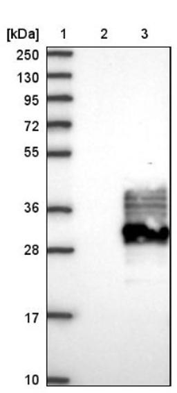 Western Blot: FAM174A Antibody [NBP1-80676] - Lane 1: Marker [kDa] 250, 130, 95, 72, 55, 36, 28, 17, 10<br/>Lane 2: Negative control (vector only transfected HEK293T lysate)<br/>Lane 3: Over-expression lysate (Co-expressed with a C-terminal myc-DDK tag (~3.1 kDa) in mammalian HEK293T cells, LY404894)