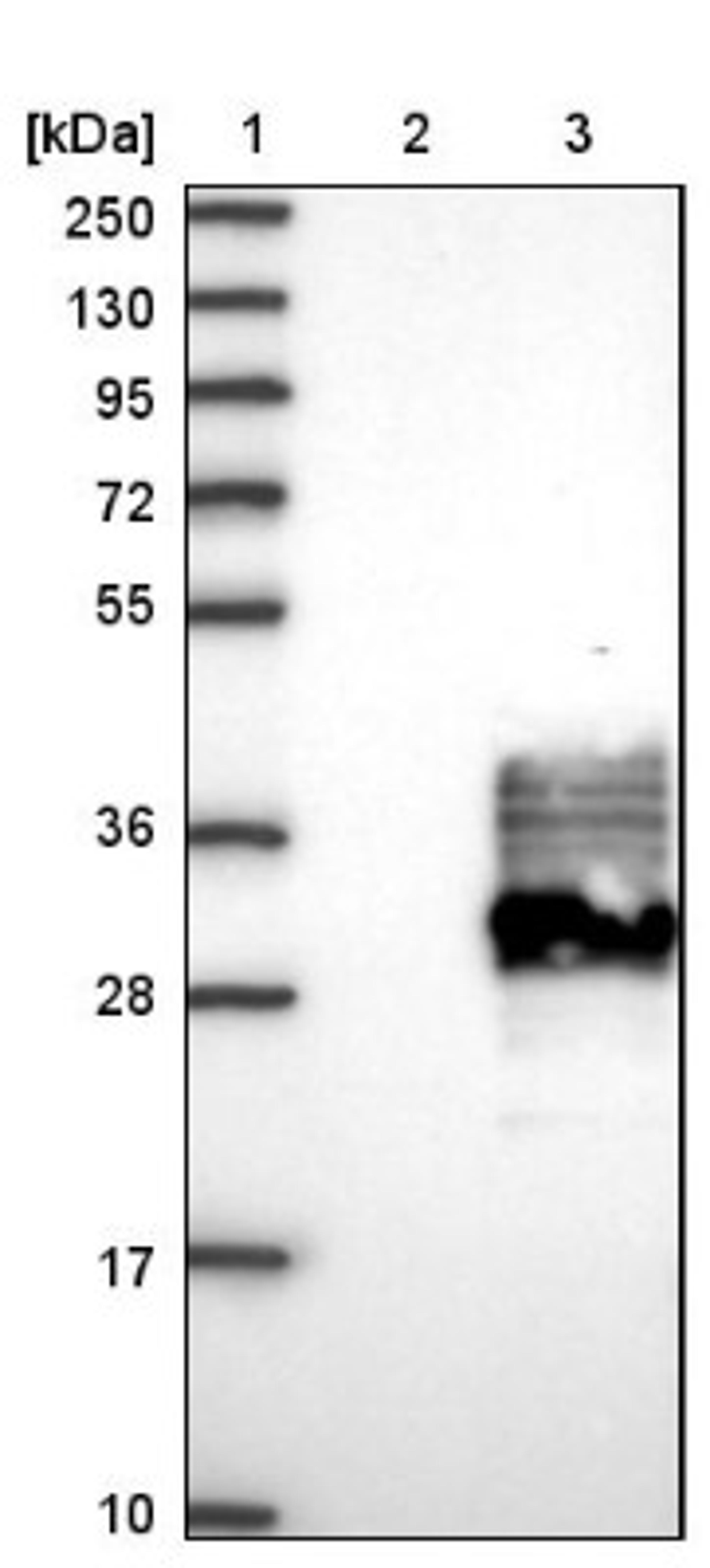 Western Blot: FAM174A Antibody [NBP1-80676] - Lane 1: Marker [kDa] 250, 130, 95, 72, 55, 36, 28, 17, 10<br/>Lane 2: Negative control (vector only transfected HEK293T lysate)<br/>Lane 3: Over-expression lysate (Co-expressed with a C-terminal myc-DDK tag (~3.1 kDa) in mammalian HEK293T cells, LY404894)