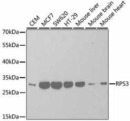 Western blot - RPS3 antibody (A2533)