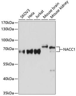 Western blot - NACC1 Antibody (A11720)