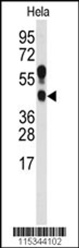 Western blot analysis of anti- in Hela cell line lysates (35ug/lane)