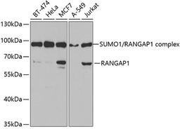 Western blot - RANGAP1 antibody (A5381)