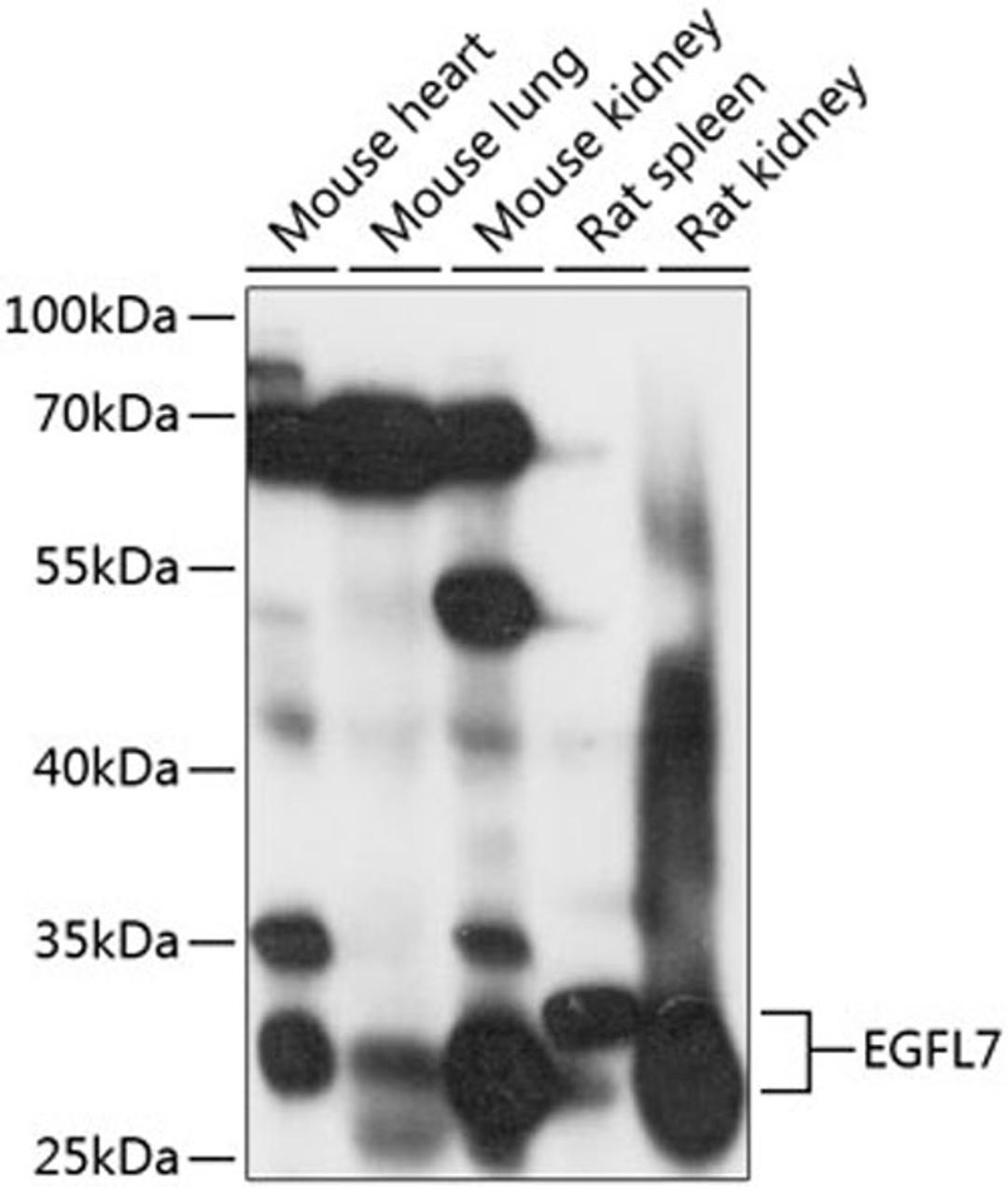 Western blot - EGFL7 antibody (A9376)