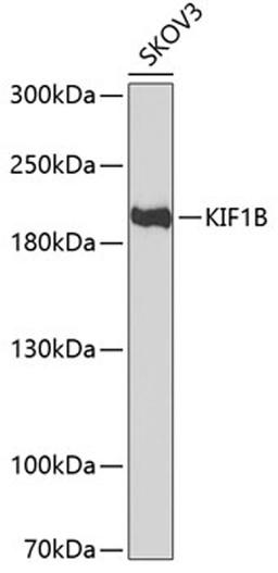 Western blot - KIF1B antibody (A6638)