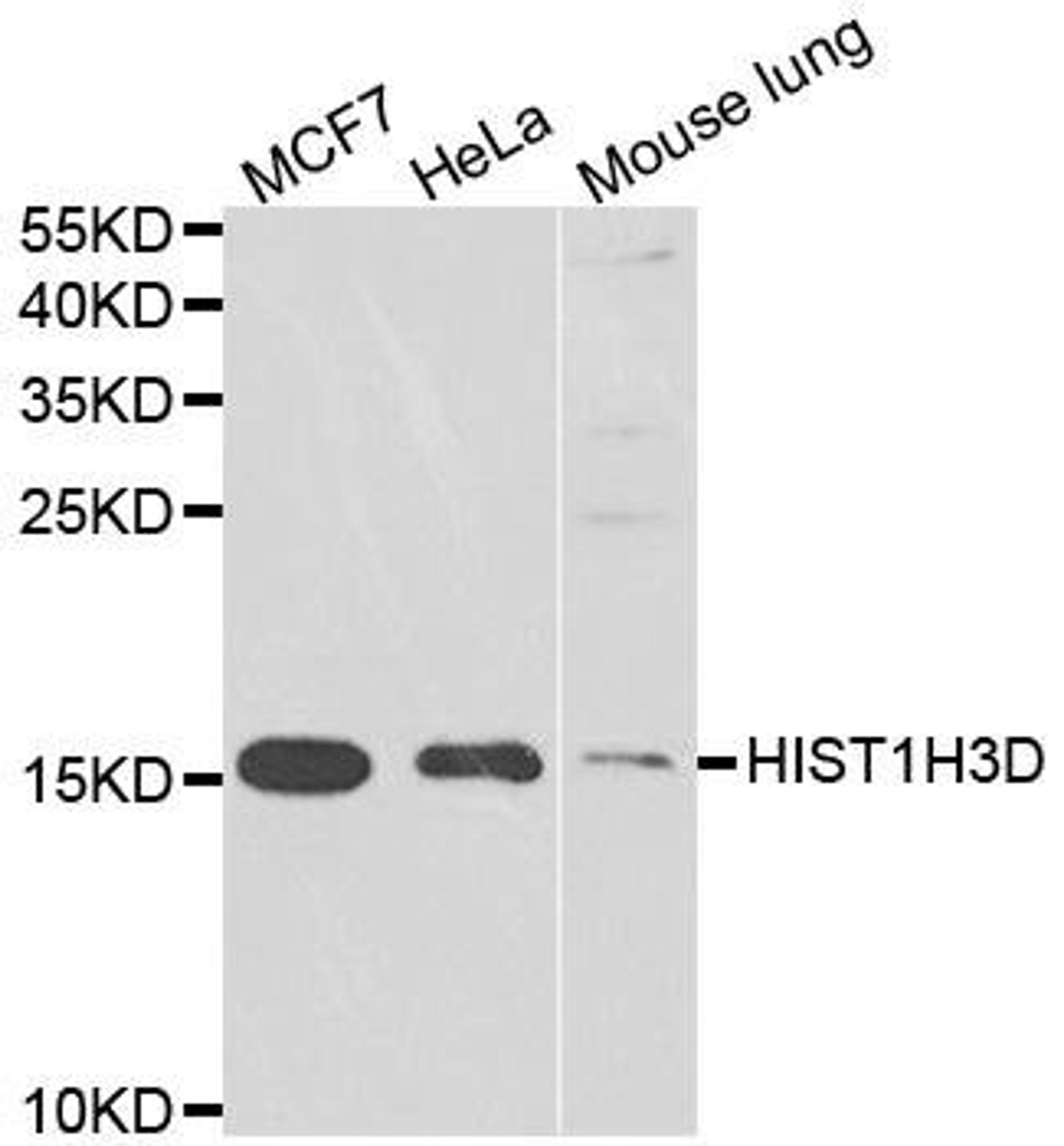 Western blot analysis of extracts of various cell lines using HIST1H3D antibody