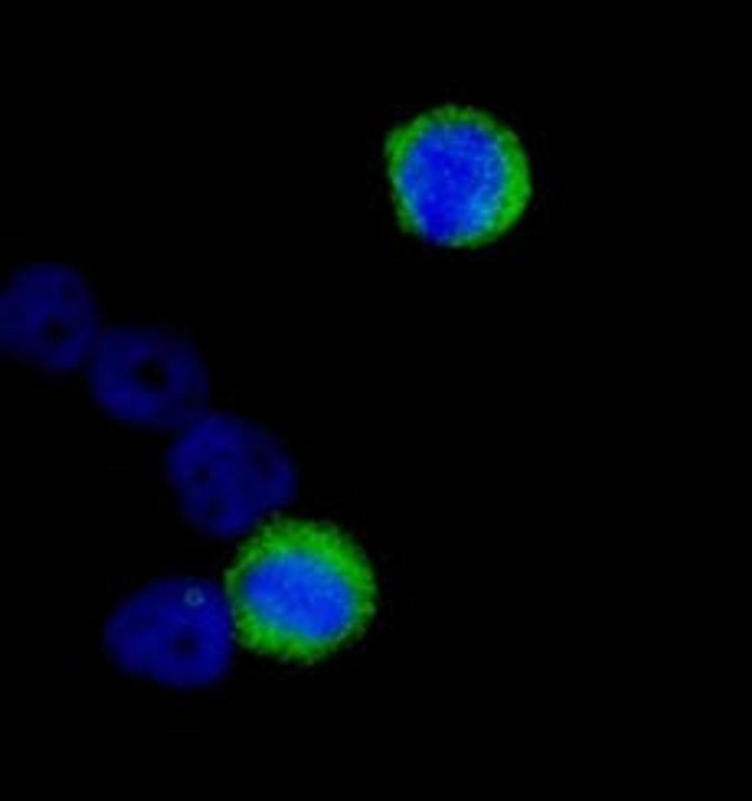 Detection of human CENP-F/Mitosin by immunocytochemistry.