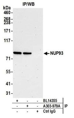 Detection of human NUP93 by western blot of immunoprecipitates.