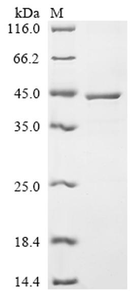 (Tris-Glycine gel) Discontinuous SDS-PAGE (reduced) with 5% enrichment gel and 15% separation gel.