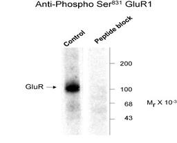 Western blot of rat hippocampal lysate showing phospho-specific immunolabeling of the ~100k GluR1 protein phosphorylated at Ser831.