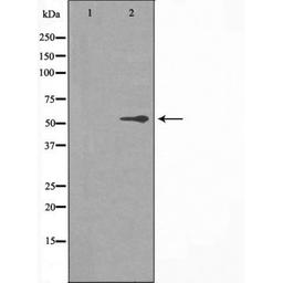 Western blot analysis of HT-29 cells using 2R1 (Cytochrome P450) antibody