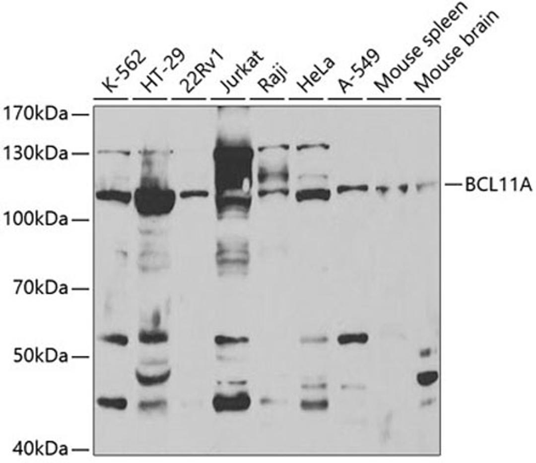 Western blot - BCL11A antibody (A5445)