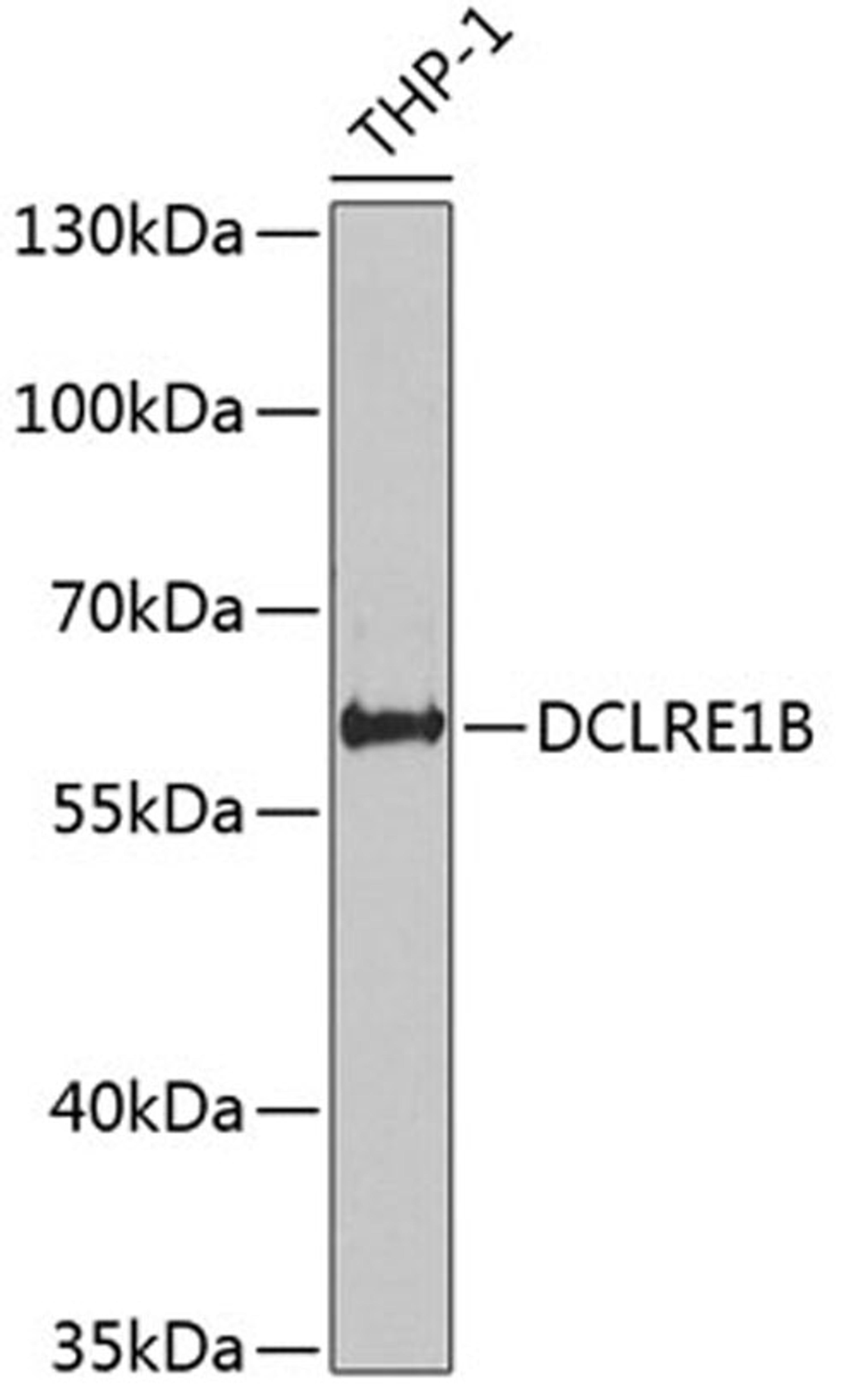 Western blot - DCLRE1B antibody (A6808)