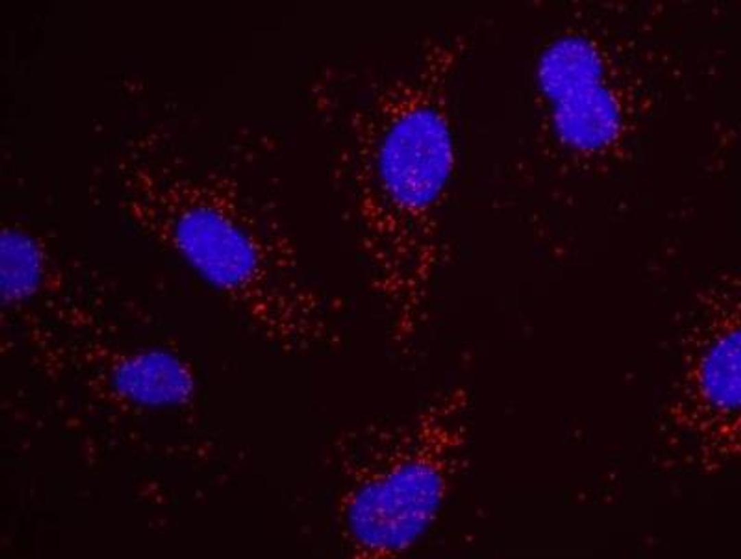 Proximity Ligation Assay: Ribosomal protein L26 Antibody [NBP2-22233] - Secondary-conjugate  Dunolink II PLA in Hela cells goat anti-human RPL26 (NBP2-22233) and rabbit anti-human p53 (NB200-171). Image merged from DAPI (2ms) and Texas Red (200ms) exposures, 40x magnigication.