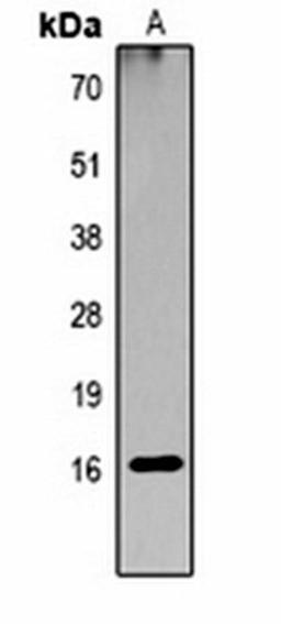 Western blot analysis of  Hela TSA-treated (Lane1) whole cell lysates using Histone H3 (AcK23) antibody