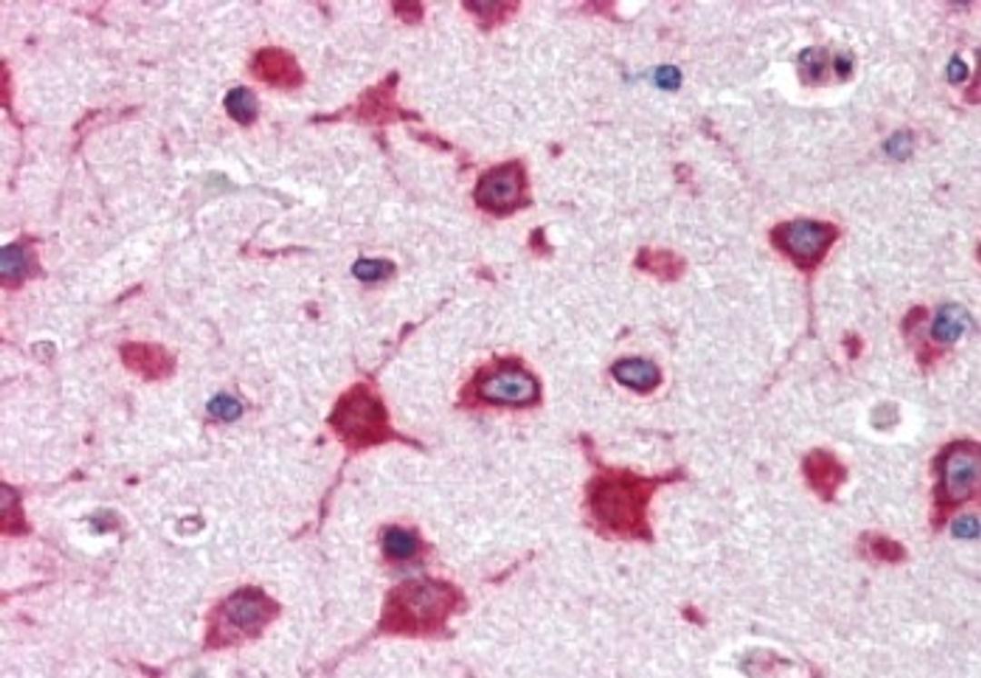 Immunohistochemistry-Paraffin: RPL8 Antibody [NB100-68143] - (2.5ug/ml) staining of paraffin embedded Human Cerebral Cortex. Steamed antigen retrieval with citrate buffer pH 6, AP-staining.