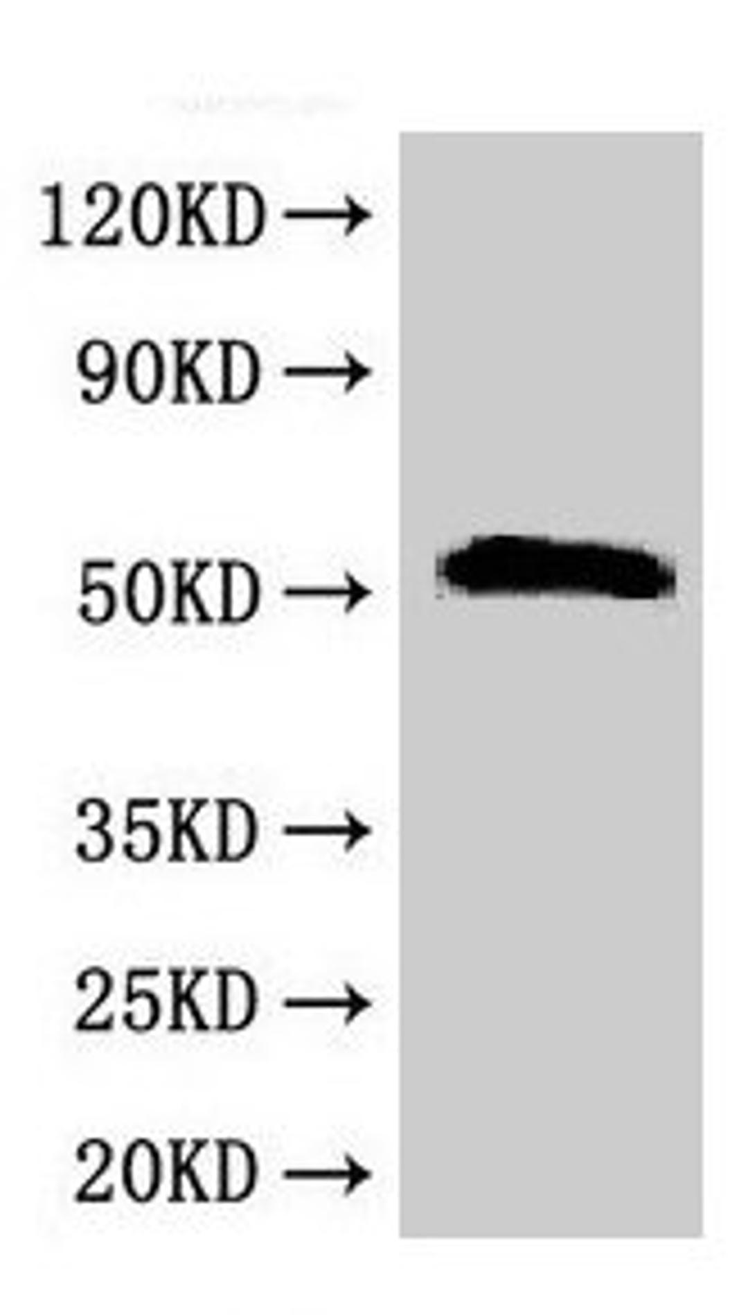 Western Blot. Positive WB detected in: Rat liver tissue. All lanes: SCTR antibody at 2.5µg/ml. Secondary. Goat polyclonal to rabbit IgG at 1/50000 dilution. Predicted band size: 51 kDa. Observed band size: 51 kDa