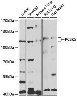 Western blot - PCSK5 antibody (A5450)