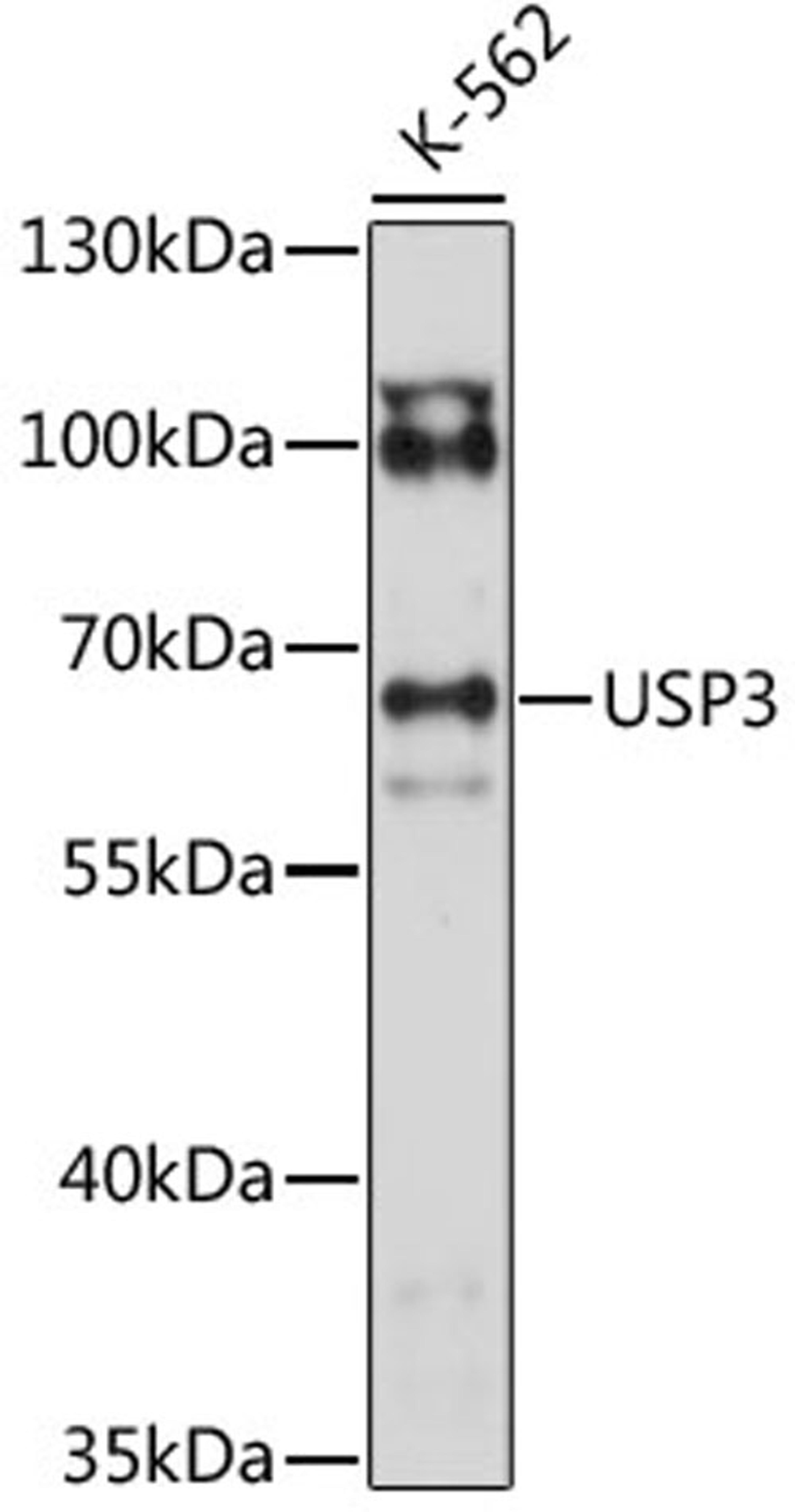 Western blot - USP3 antibody (A15769)