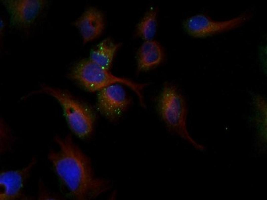 Immunocytochemistry/Immunofluorescence: LDL R Antibody [NBP1-06709] - LDL receptor antibody was tested in HepG2 cells with Dylight 488 (green). Nuclei and alpha-tubulin were counterstained with DAPI (blue) and Dylight 550 (red).