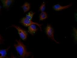 Immunocytochemistry/Immunofluorescence: LDL R Antibody [NBP1-06709] - LDL receptor antibody was tested in HepG2 cells with Dylight 488 (green). Nuclei and alpha-tubulin were counterstained with DAPI (blue) and Dylight 550 (red).