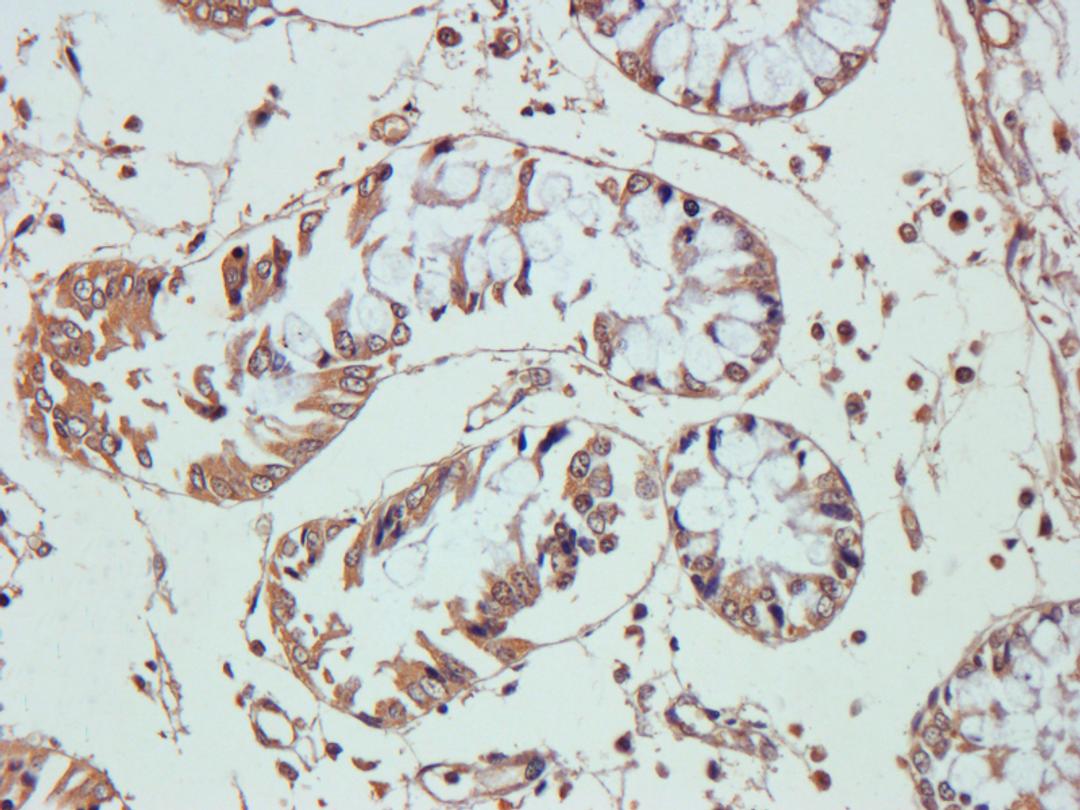 Immunohistochemical staining of pig large intestines tissue using anti-VEGF (2.5 ug/ml)