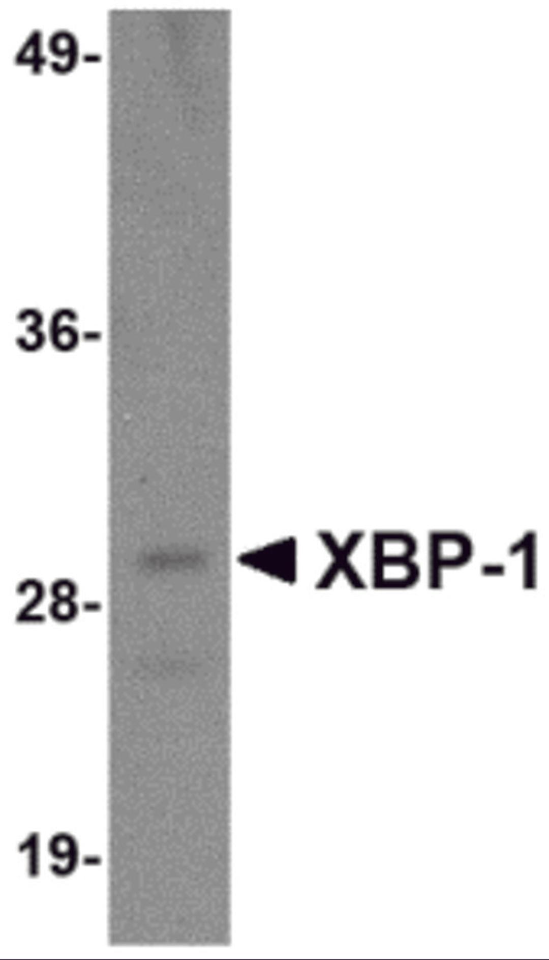 Western blot analysis of 100 ng of XBP-1 recombinant protein with XBP-1 antibody at 1 μg/mL.