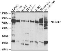 Western blot - ARHGEF7 antibody (A1108)