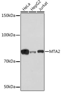 Western blot - MTA2 Rabbit mAb (A4624)