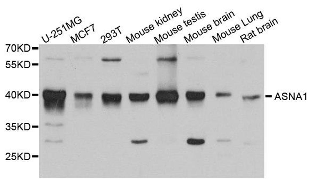 Western blot analysis of extract of various cells using ASNA1 antibody