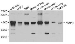 Western blot analysis of extract of various cells using ASNA1 antibody