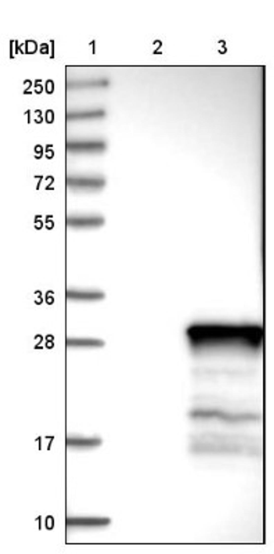 Western Blot: C22orf33 Antibody [NBP1-81096] - Lane 1: Marker [kDa] 250, 130, 95, 72, 55, 36, 28, 17, 10<br/>Lane 2: Negative control (vector only transfected HEK293T lysate)<br/>Lane 3: Over-expression lysate (Co-expressed with a C-terminal myc-DDK tag (~3.1 kDa) in mammalian HEK293T cells, LY405921)