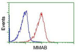 Flow Cytometry: MMAB Antibody (2G5) [NBP2-03417] - Analysis of Jurkat cells, using anti-MMAB antibody, (Red), compared to a nonspecific negative control antibody (Blue).