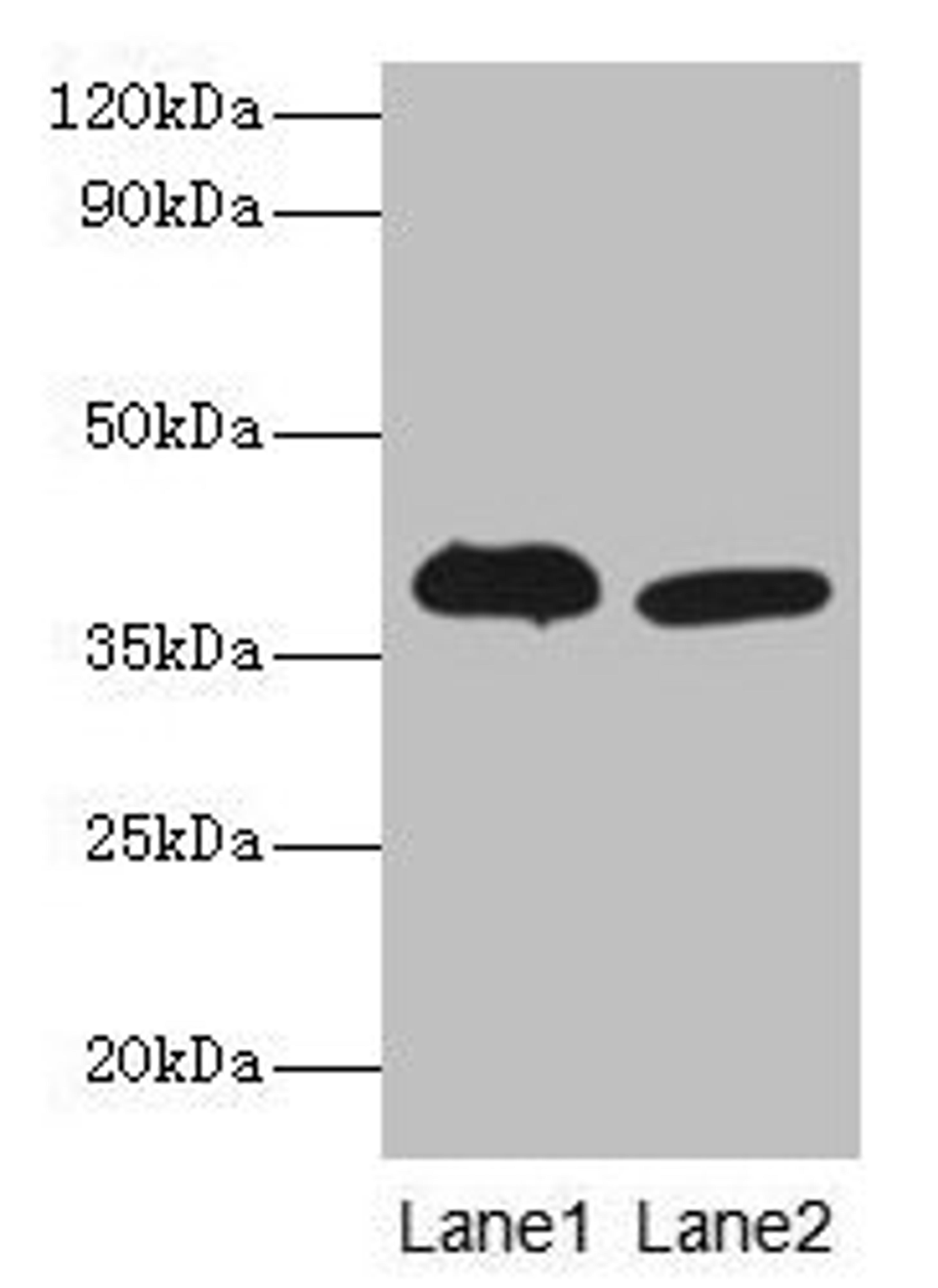 Western blot. All lanes: Adh5 antibody at 2µg/ml. Lane 1: Mouse liver tissue. Lane 2: Mouse kidney tissue. Secondary. Goat polyclonal to rabbit IgG at 1/10000 dilution. Predicted band size: 40 kDa. Observed band size: 40 kDa