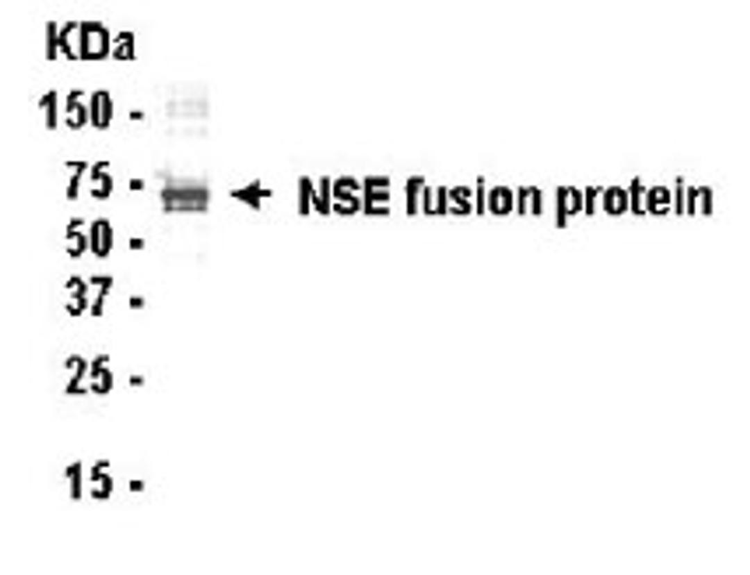 Western blot detection of NNE antibody.