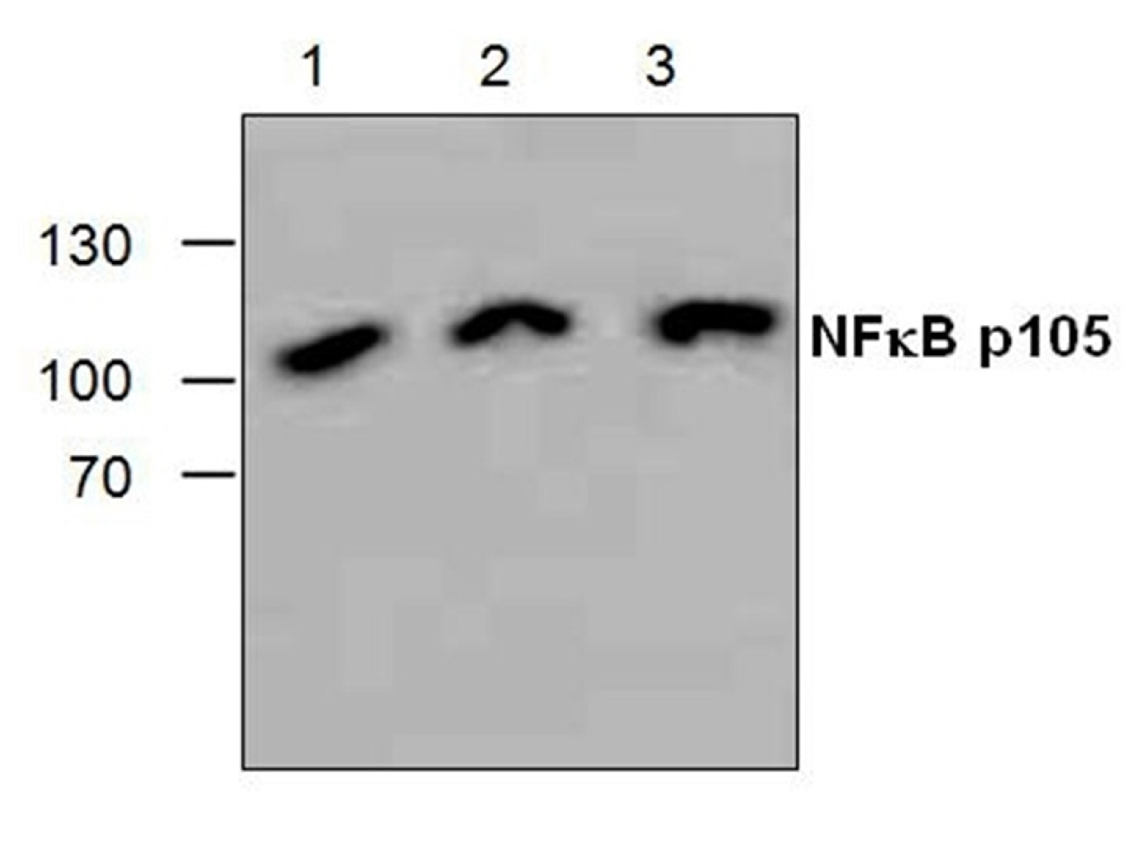 Western blot analysis of 3T3 cell lysate and Jurkat cell lysate