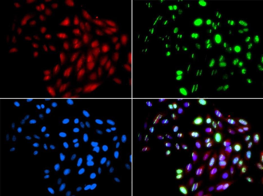 Immunofluorescence analysis of GFP-RNF168 trangenic U2OS cell using RAD51L1 antibody